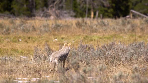 Coyote looking through the brush and grass while it is hunting