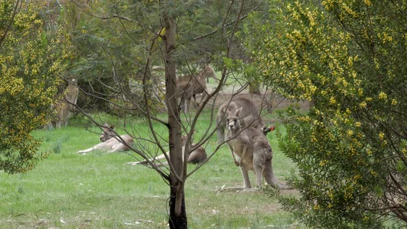 Eastern Grey Kangaroos in the bush.