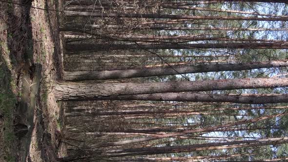 Vertical Video of Beautiful Forest Landscape