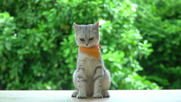 Cute Kitten Licking Lip On Table