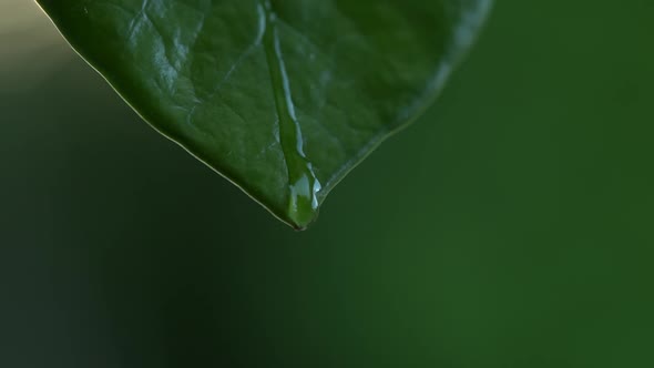 Water Drops on a Leaf 112
