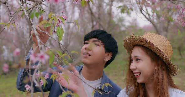 Slow motion romantic moment of young Asian couple dating while pink Sakura tree.