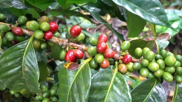 Colombian Coffee