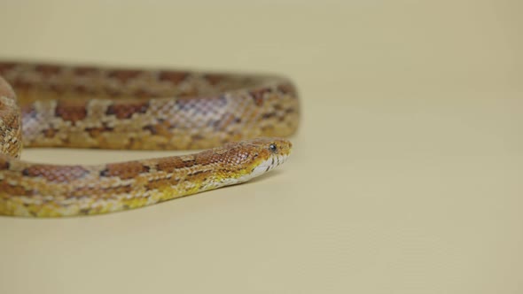 Tiger Python Molurus Bivittatus Morph Albine Burmese on a Beige Background in the Studio