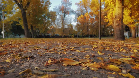 Beautiful Colorful Leaves Lies on the Road in the Autumn Park. Bench in Autumn Park.