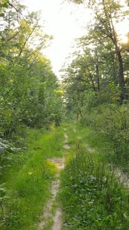 Vertical Video of Green Forest By Day