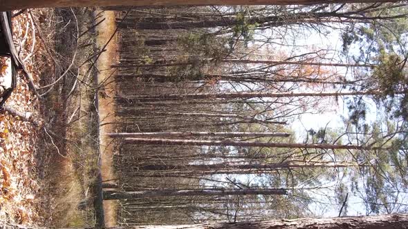 Vertical Video of an Autumn Forest During the Day in Ukraine