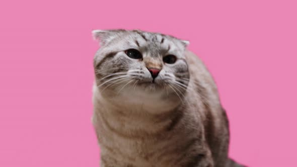 Cat on Pink Background Closeup Scottish Fold Portrait