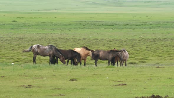 Free Herd of Wild Horses in Vast Meadow