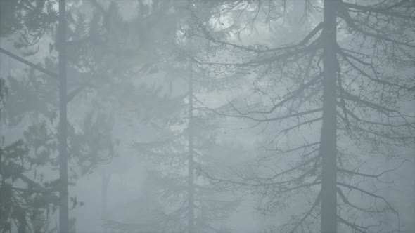 Cloudy Autumn Day in the Pine Forest with Fog