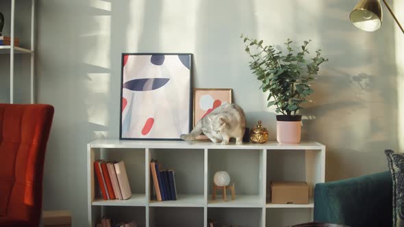 Cat Sitting on Shelf Closeup