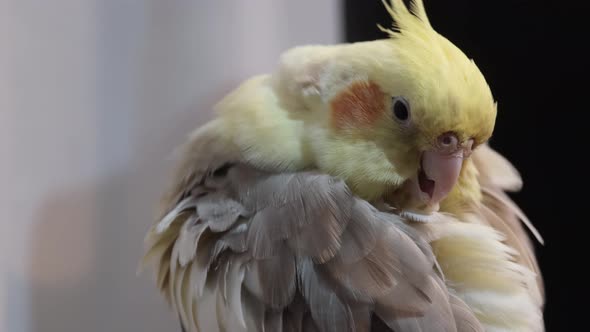 Yellowgray Parrot Cleans Feathers