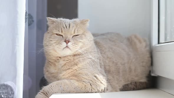 Cute Curious Scottish Fold Cat Relaxing at Home Next to the Window Closeup Portrait