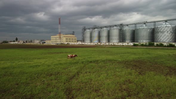 Grain Elevator