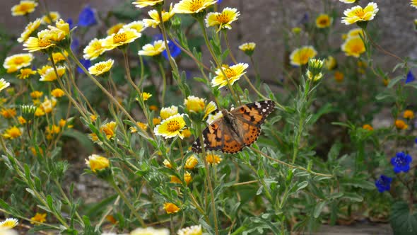A painted lady butterfly with colorful wings flying and feeding on nectar while pollinating yellow w