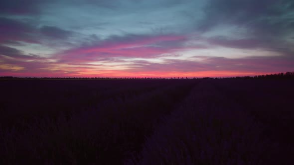 Lavender Field at Night with Red and Blue Sky