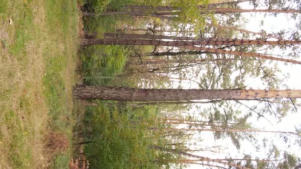 Vertical Video of Trees in the Forest in Autumn