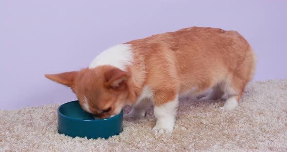 Hungry Welsh Corgi Pembroke or Cardigan Puppy Eats From Ceramic Bowl Standing on Fleecy Carpet Close