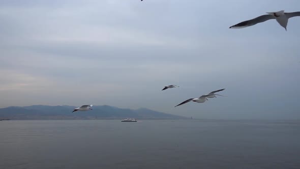 Seagulls Flying In The Gray Clean Sky. Close Up Flock Of Birds Flies Slow Motion. 11