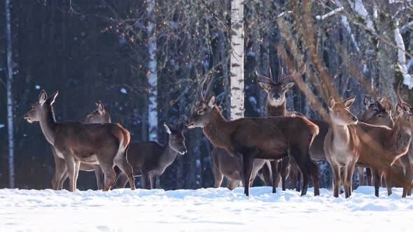 Red Deer in Winter Forest