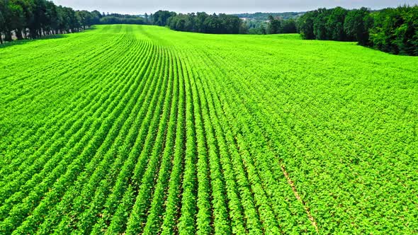 Green field of sunflowers. Agriculture in Poland.