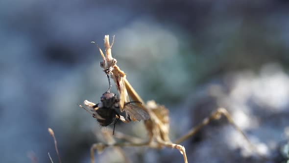 Praying Mantis (Empusa Pennata) eating a fly, front