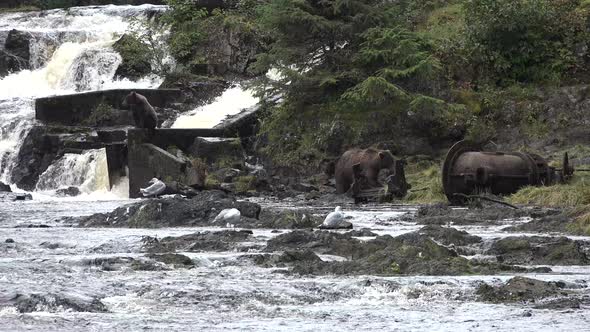 Wildlife of Alaska. Bears come to a mountain river and catch fish in it.