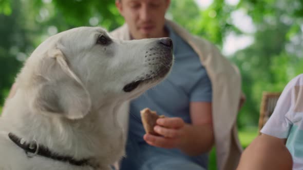 Beautiful Labrador Catch Food on Picnic Close Up