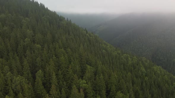 Flight Over the Green Spruce Forests in the Mountains in Summer