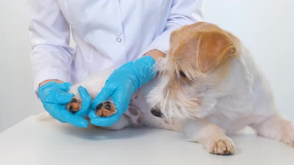 The Girl Spreads Ointment on the Pads of the Dog's Paws