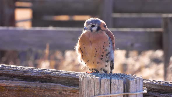 Kestrel perched on a fence