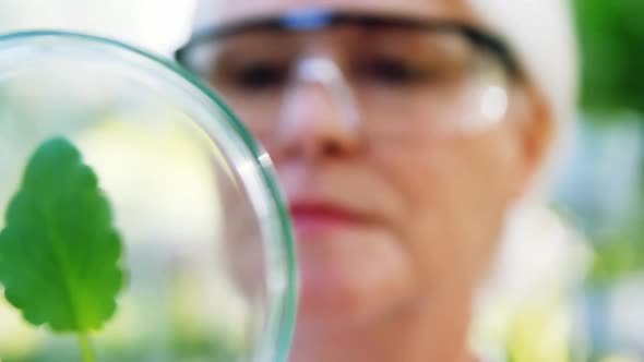 Female scientist researching leaf