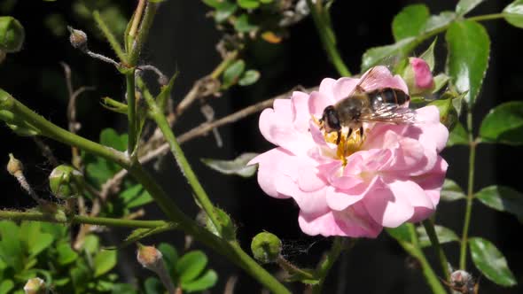 Close Up of Bee Taking Nectar with Its Tongue in Slow Motion in a Sunny Wind Day