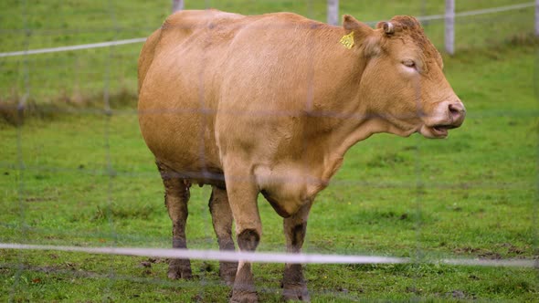 Brown cow chewing green grass at the farm field