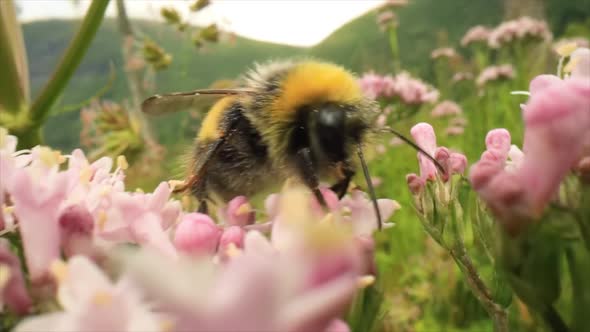 Bumblebee Collects Nectar from the Flower