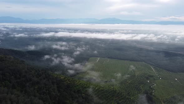 Aerial view plantation of oil palm in morning fog