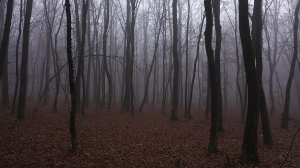 Walking in Scary Horror Fog Forest at the Evening. First-Person Aerial View