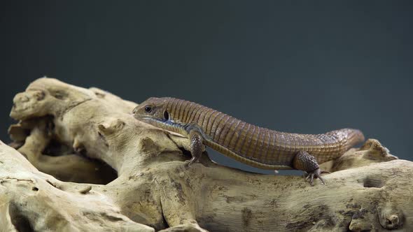 Sudan Plated Lizard - Gerrhosaurus Major on Wooden Snag at Black Background. Close Up