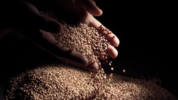 Female Hands Pours Buckwheat Grain. Slow Motion