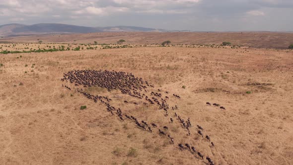 Aerial of gnus herd in the African savannah