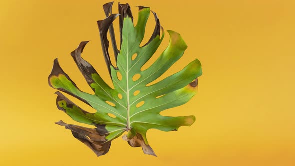 Monstera leaf rotates on orange background. Stop motion video.