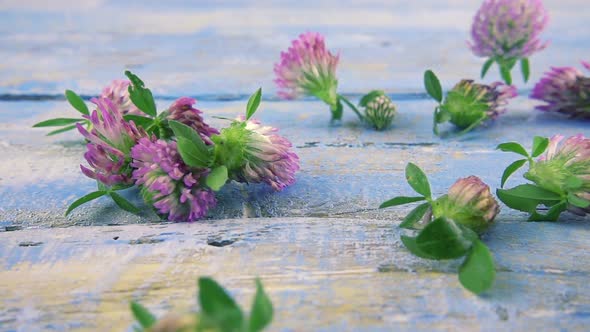 Fresh flowers of clover drops on vintage light blue wooden tabletop. Slow motion.