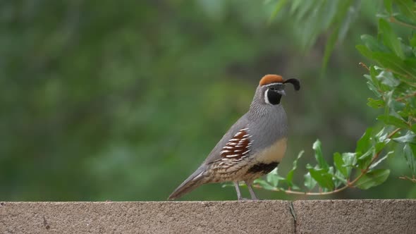 Gambel's Quail Adult Male