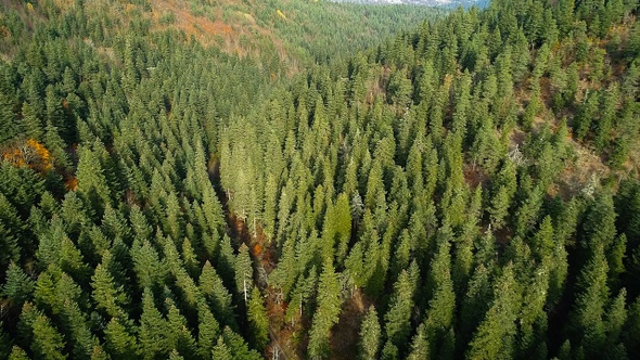 Aerial View Of Woods With Trees