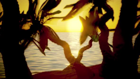 sunset against the backdrop of trees