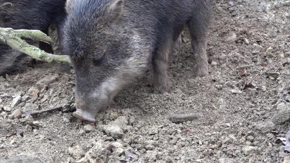 Wild boar - Pekari with white lips - Tayassu pecari digging a snout into the ground 