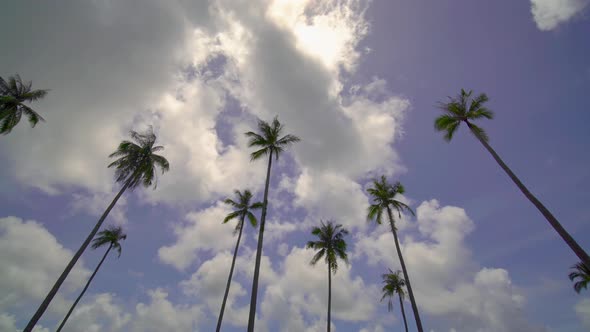 Coconut tree and blue sky