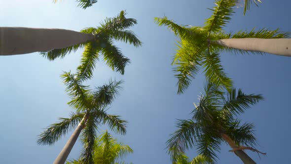 View of the Palm Trees Passing by Under Sunny Blue Skies.POV Tropical Vacation
