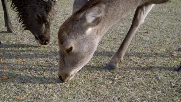 Japanese Sika deer buck and doe grazing animal feed in Nara park, medium shot