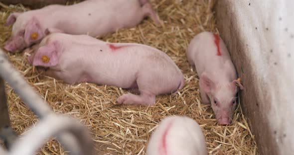 Small Pigs on Livestock Pigfarm